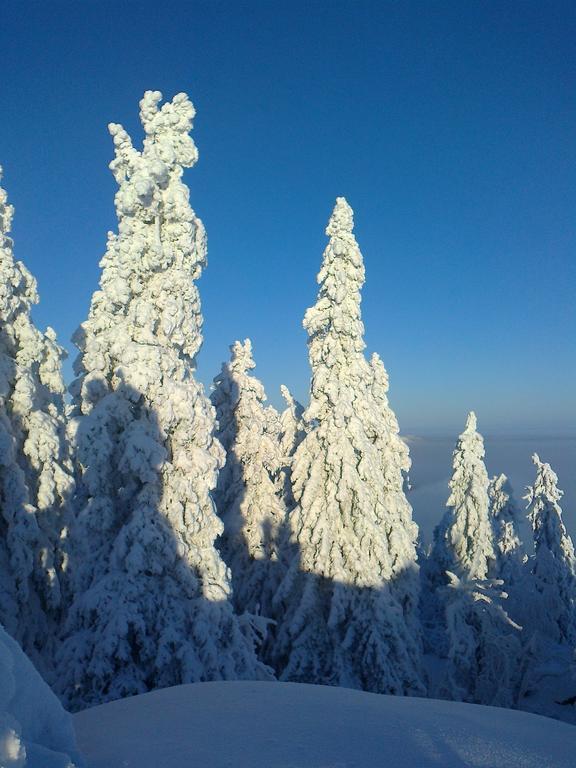 Koli Freetime Cottages Ahmovaara Rom bilde