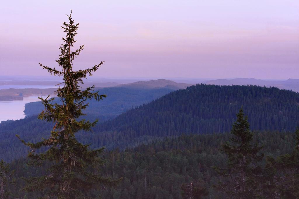 Koli Freetime Cottages Ahmovaara Rom bilde