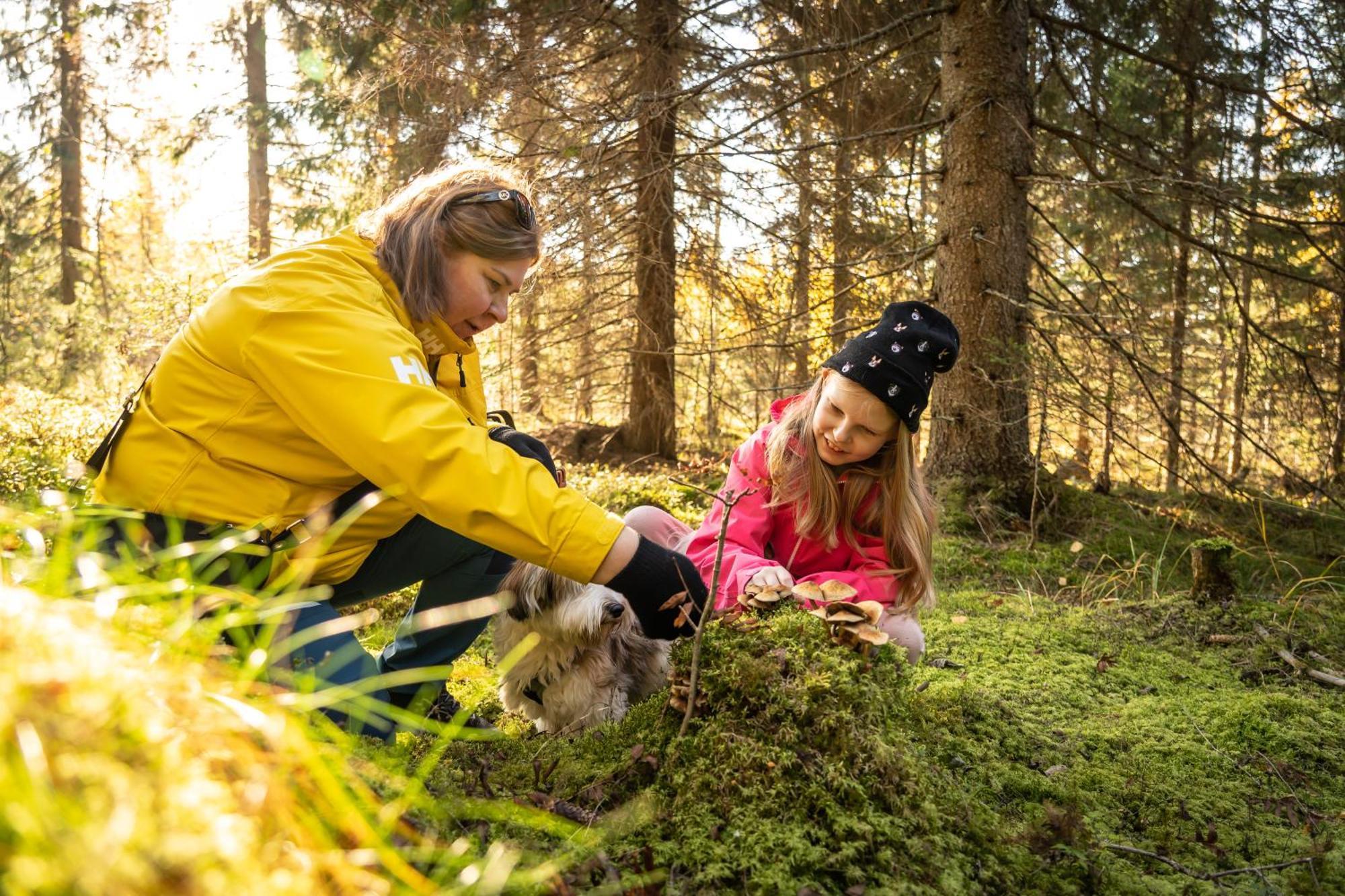 Koli Freetime Cottages Ahmovaara Eksteriør bilde